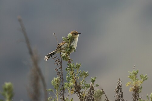 Ethiopian Cisticola (Cisticola lugubris), photo 10