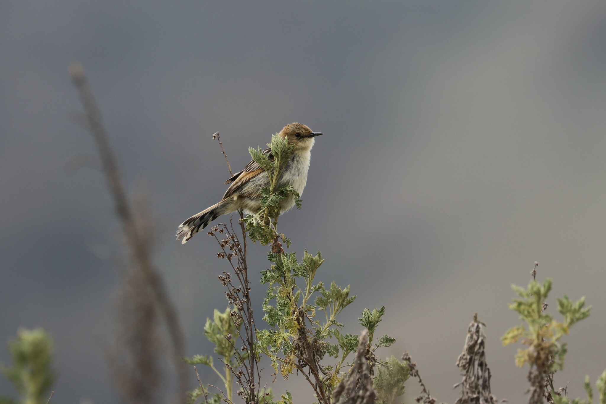 Ethiopian Cisticola (Cisticola lugubris), photo 1