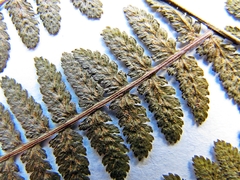 Athyrium sinense