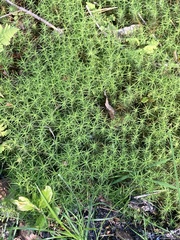 Polytrichum