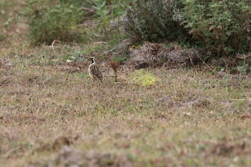 Abyssinian Longclaw (Macronyx flavicollis), photo 1
