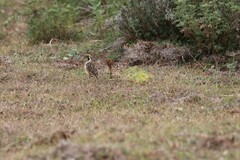 Macronyx flavicollis