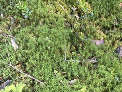 Polytrichum