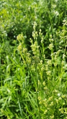 Eremogone longifolia