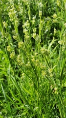 Eremogone longifolia