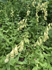 Digitalis grandiflora