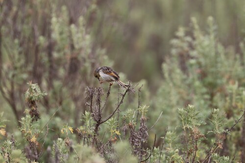 Ethiopian Cisticola (Cisticola lugubris), photo 8
