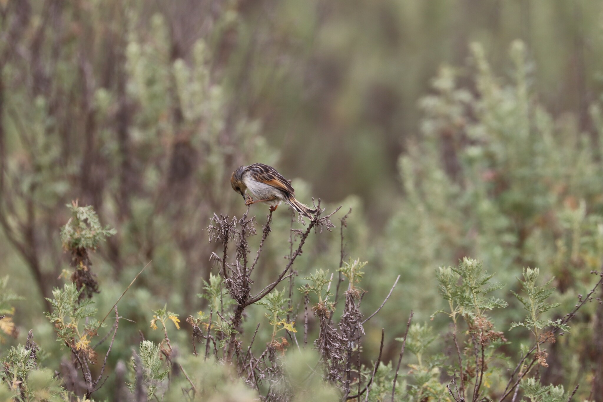 Ethiopian Cisticola (Cisticola lugubris), photo 3