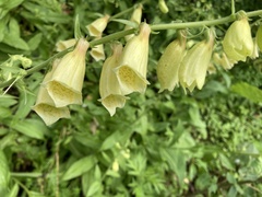 Digitalis grandiflora
