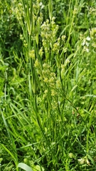 Eremogone longifolia