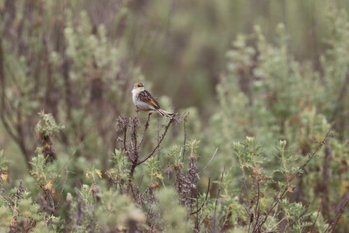 Ethiopian Cisticola (Cisticola lugubris), photo 9