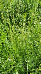 Eremogone longifolia