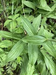 Digitalis grandiflora