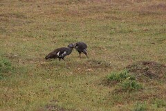 Bostrychia carunculata