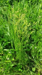 Eremogone longifolia