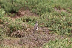 Turdus simensis