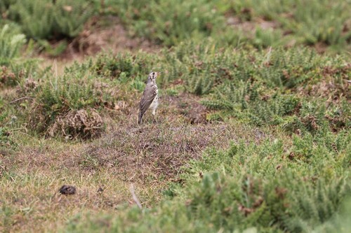 Ethiopian Thrush (Turdus simensis), photo 6