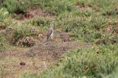 Turdus simensis