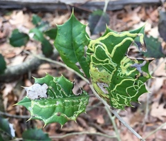 Phytomyza ilicis group