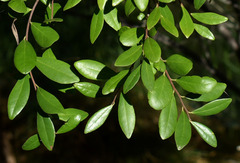 Diospyros humilis