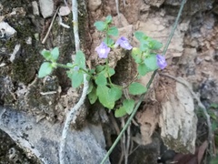 Scutellaria potosina