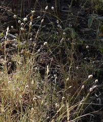 Enneapogon lindleyanus