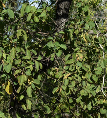 Terminalia platyphylla