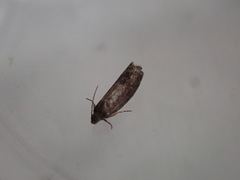 Grapholita funebrana