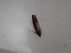 Grapholita funebrana