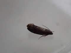 Grapholita funebrana