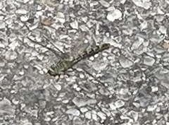 Onychogomphus forcipatus