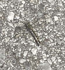 Onychogomphus forcipatus