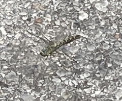 Onychogomphus forcipatus