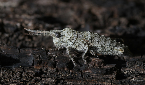 Cretan Stone Grasshopper