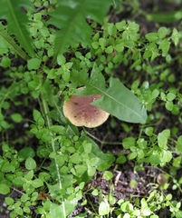 Xerocomus subtomentosus