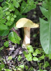 Xerocomus subtomentosus