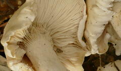 Leucopaxillus cerealis