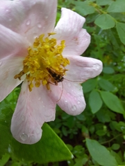 Strangalia luteicornis