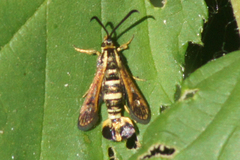 Synanthedon bibionipennis
