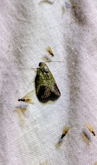 Asinduma exscripta
