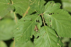 Synanthedon bibionipennis