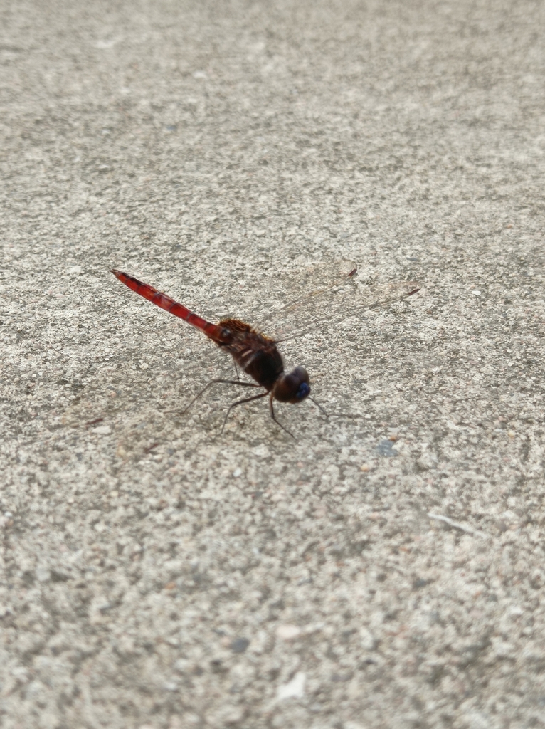 Garnet Glider