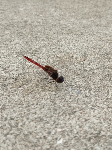 Garnet Glider
