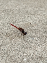 Tauriphila australis