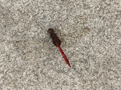 Tauriphila australis