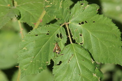 Synanthedon bibionipennis