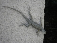 Sceloporus occidentalis