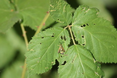 Synanthedon bibionipennis