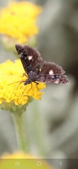 Heliothela