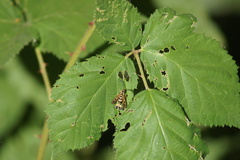 Synanthedon bibionipennis